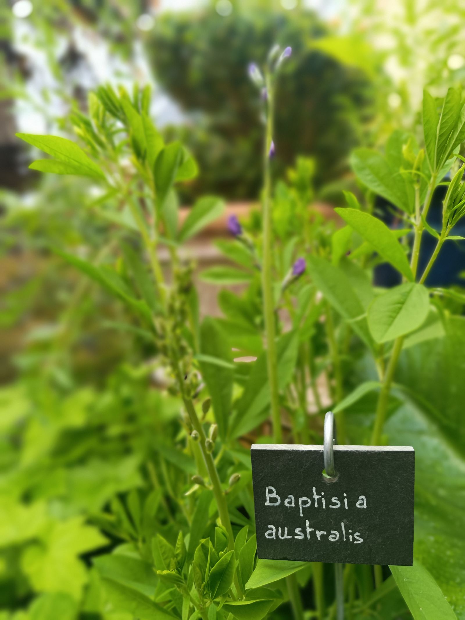 Étiquette ardoise Baptisia australis
